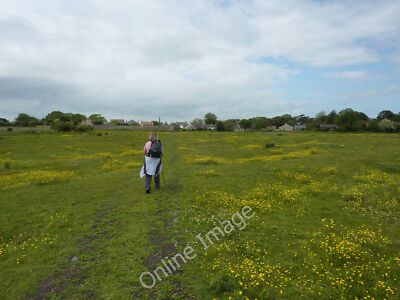 Photo 12x8 On a path to High Newton-by-the-Sea Buttercups in profusion. c2011