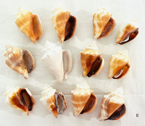 Lot 12 Fighting Conch Seashells Florida Nautical Seashells Beach Wedding Decor E