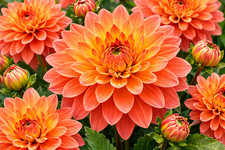 Melody Dora Dahlia Bulbs Vibrant Orange Decorative Blooms 3 Tubers