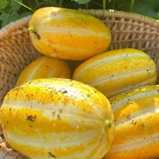 120+ Korean Melon Seeds – Asian Fruit Cucumber Melon Variety for Home Gardens.
