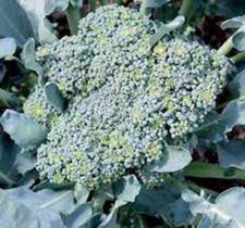BROCCOLI SEED, CALABRESE, HEIRLOOM, NON GMO, 25+ SEEDS, BROCCOLI SEEDS