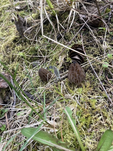 1 Oz Dried Wild Morel Mushrooms from Montana, 2024 Harvest, Freshly Dried