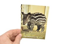 Tapir, Baby Postcard Pack of 10 from Philadelphia Zoo Circa 70s - T133B51