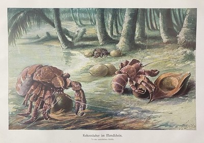 Originaldruck Fauna: Palmendieb Kokosnussräuber coconut crab - Druck um 1910