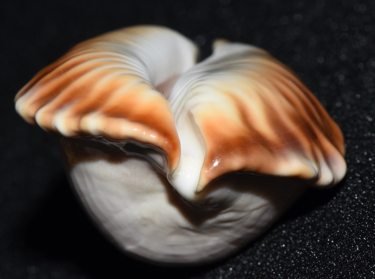 Zoila ketyana hypermarginata, 52 mm, seashell, seashells (3) | eBay