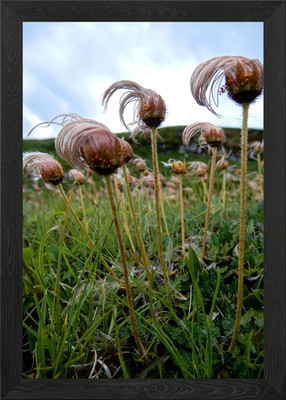 Alpenblumen 25 gerahmtes Wandbild Poster Leinwanddruck Bild