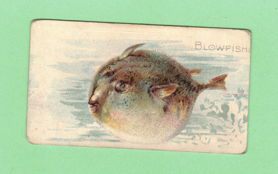 1910 T58 FISH SERIES 1 TO 50 - PIEDMONT TOBACCO - BLOWFISH
