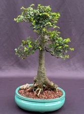 Ulmus Parvifolia Chinese Elm Bonsai Tree Indoor 18" Tall Great Gift Home Decor