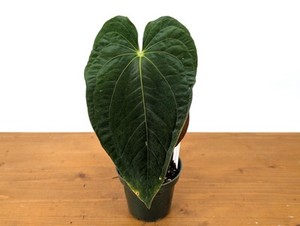 plant hanging hooks Invisa Hanger  Johnnie Chuoke's Home and Hardware