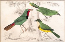 Drosselwürger Original Lithographie handkoloriert Fullarton 1870