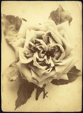 larger size, amazing rose, flower, unusual macro photograph, antique Cabinet Car