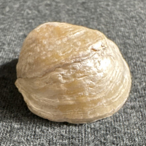 Calcified Jingle Shell