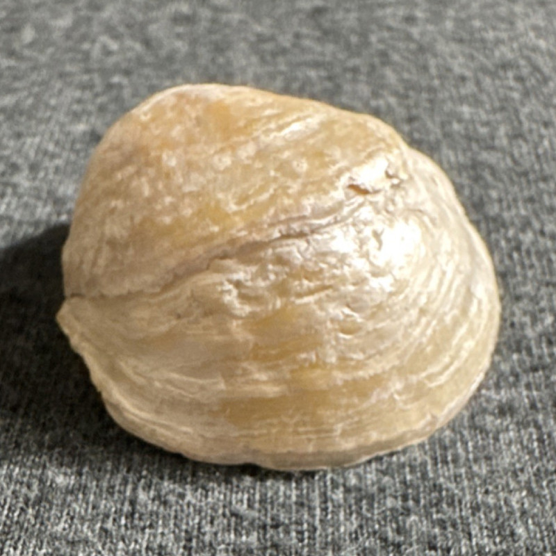 Calcified Jingle Shell