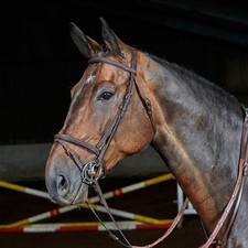 John Whitaker Ready to Ride Pre-Oiled Flash Bridle