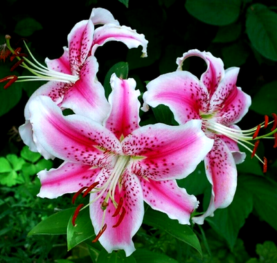 Lily Flower Bulbs 4 Stargazer Pink Flowers Oriental Orienpet Tree Lilys  Plants | eBay