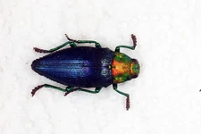 Buprestidae - Jewel Beetle - Gelaeus walkeri (MorF) - Leti Island, Indonesia