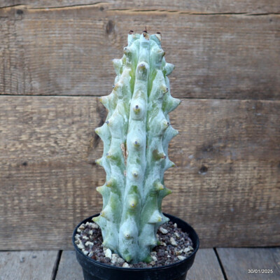 A4525 STENOCEREUS BENECKEI pot14-H26-W9 cm MaMa Cactus | eBay