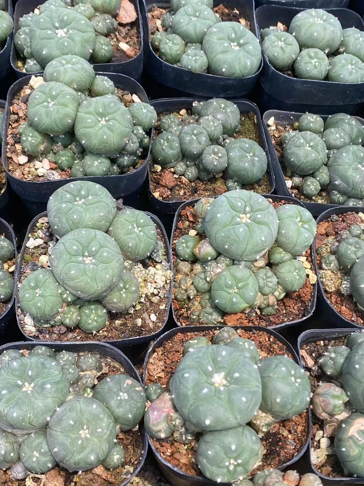 5-6cm Succulent Plant cactus home potted Garden beautiful  Plants - Image 2 of 3