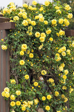 5 YELLOW CLIMBING ROSE Rosa Bush Vine Climber Fragrant Butterfly Flower Seeds