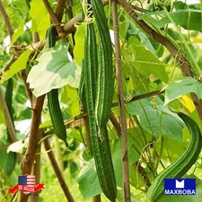 Gourd Fresh Seeds Chinese Okra (Treated) Non-GMO Heirloom Vegetable