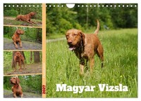 Calendar 2027 · US Version · Fascination Hungarian Vizsla (Wall Calendar 2027 12