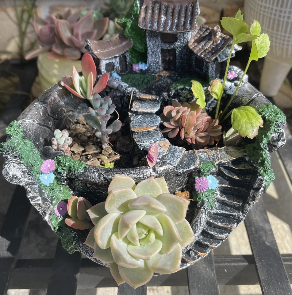 Succulent box!! 15x Cuttings Echeveria, Haworthia, Crassula,Euphorbia, 100’s - Image 3 of 4