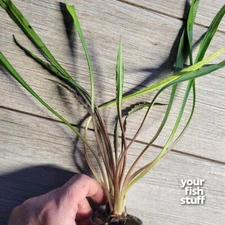 Cryptocoryne spiralis 'Tiger' Live Aquarium Plants **BUY 1 GET 1 at 50% OFF** PO