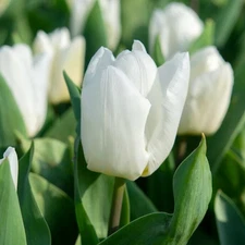 Easy to Grow Tulip White Prince 10 Plant Bulbs, Spring Single Group Zones 3-8