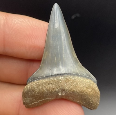 #ad TOP QUALITY MAKO SHARK TOOTH GOLDEN BEACH VENICE FLORIDA 1.89” NO REPAIR $159.99