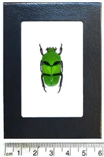 Ischiopsopha bifasciata green scarab beetle Indonesia IB framed