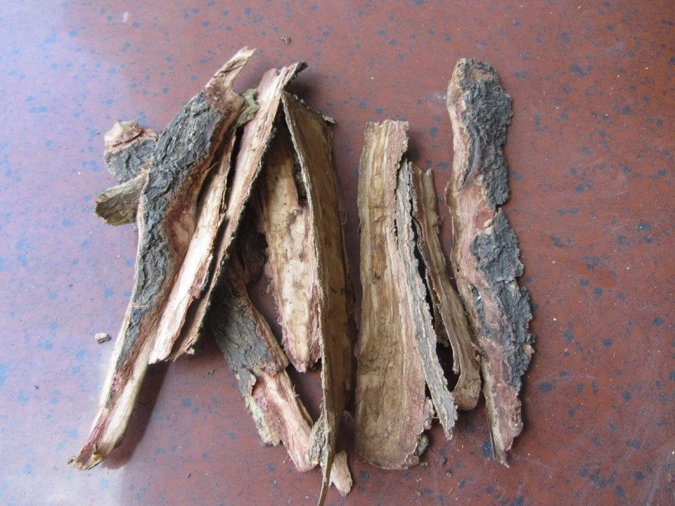 Seemandelbaumrinde 25/50/100 Gramm - Catappa Bark - Versandkostenfrei