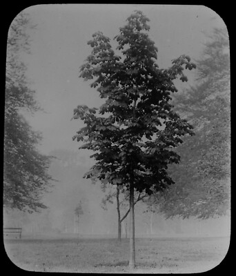 EINE JUNGE PFERDKASTANIE UM 1910 Magische Laterne Dia FOTO BAUMSTUDIE