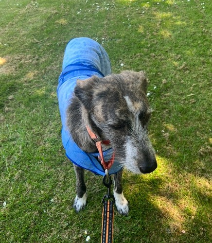 Water Master, Pink Cooling Summer Dog Coat £45 size 65 cm - 第 2/7 張圖片
