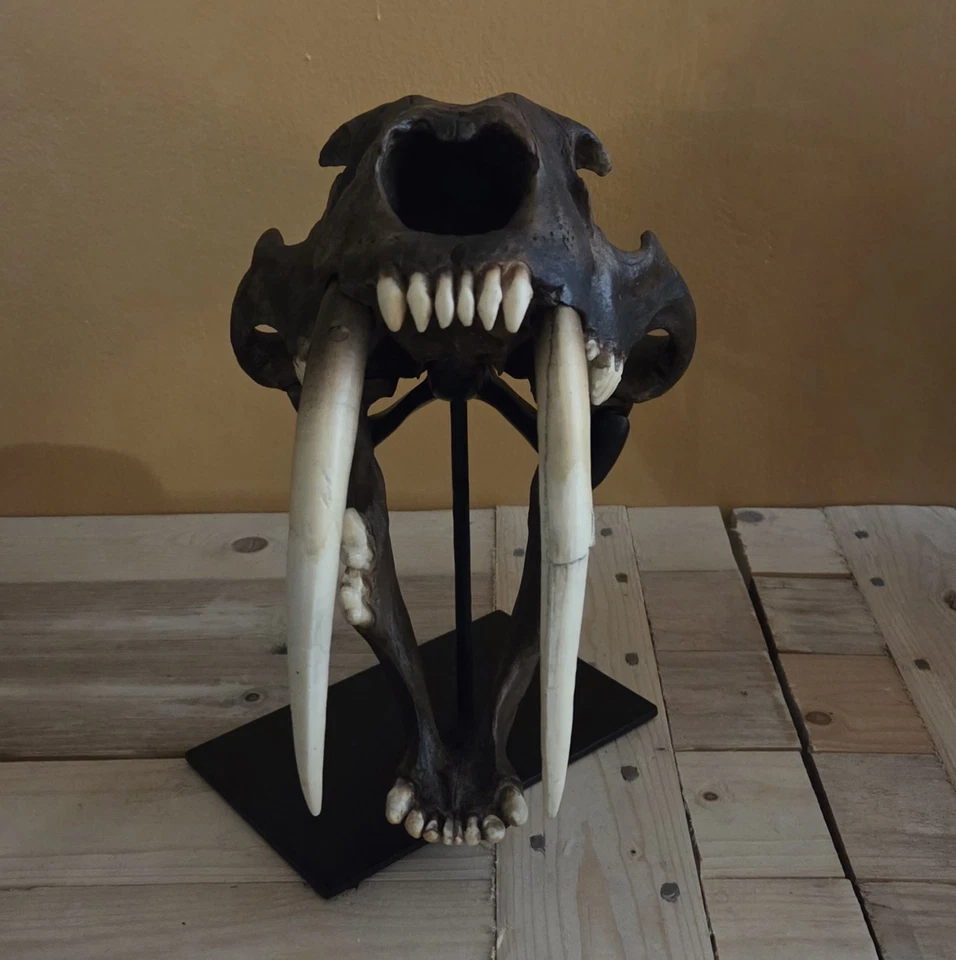 1:1 Resin Copy Model Smilodon Fatalis Sabretooth Tiger Cat Skull La Brea Tar Pit - Image 3 of 4