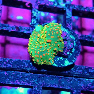 WYSIWYG - Discosoma Green Red Dot Bubbles