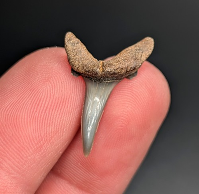 #ad Gorgeous Sand Tiger Shark Tooth Venice Florida Patho Curve $23.40