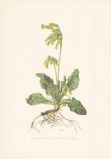 1960 COWSLIP Print - Botanical Wall Art - Vintage Plant