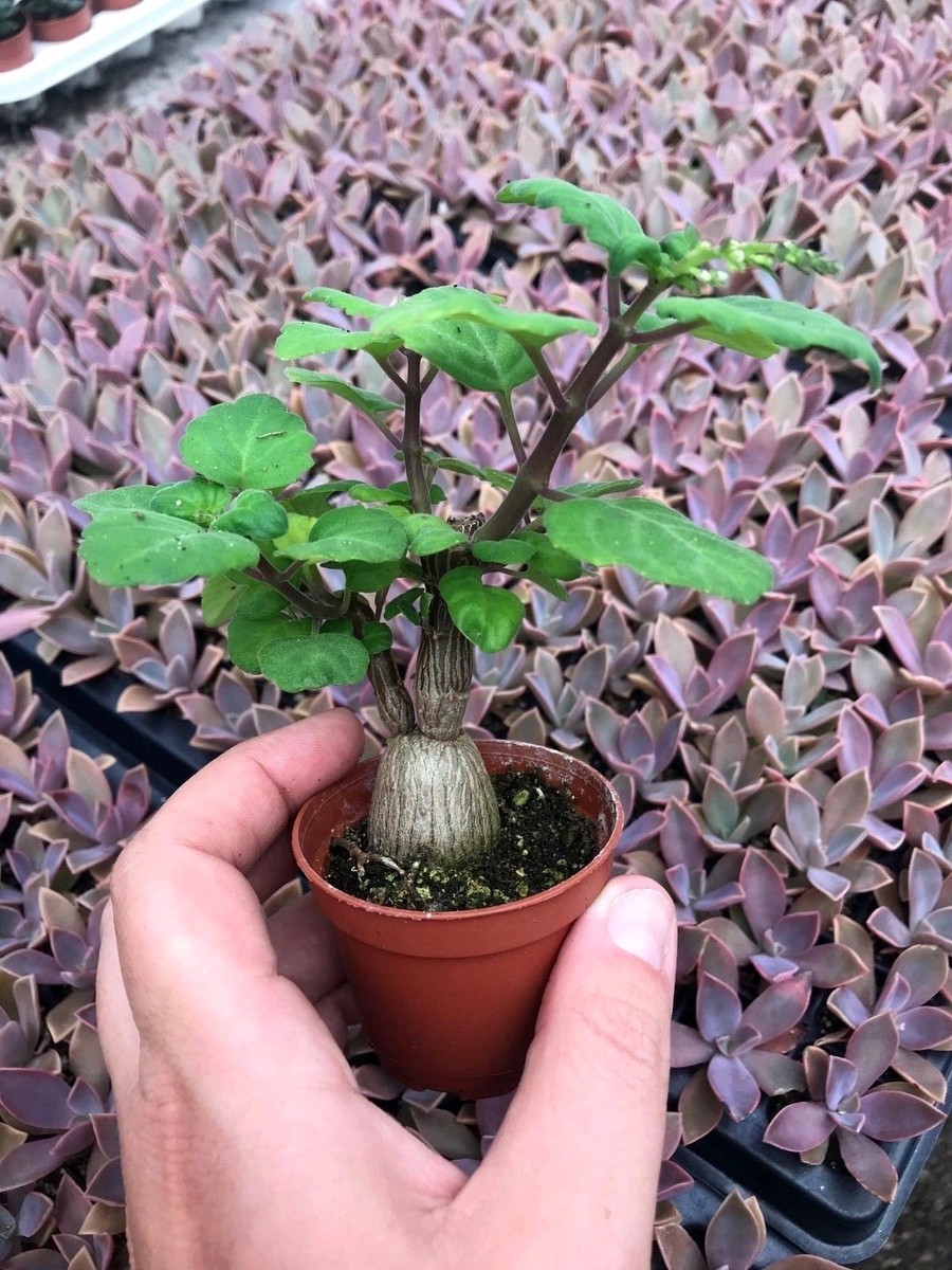 PLECTRANTHUS ERNSTII - 2 1/4" POT 'BONSAI MINT', 'BONSAI SPURFLOWER' | eBay