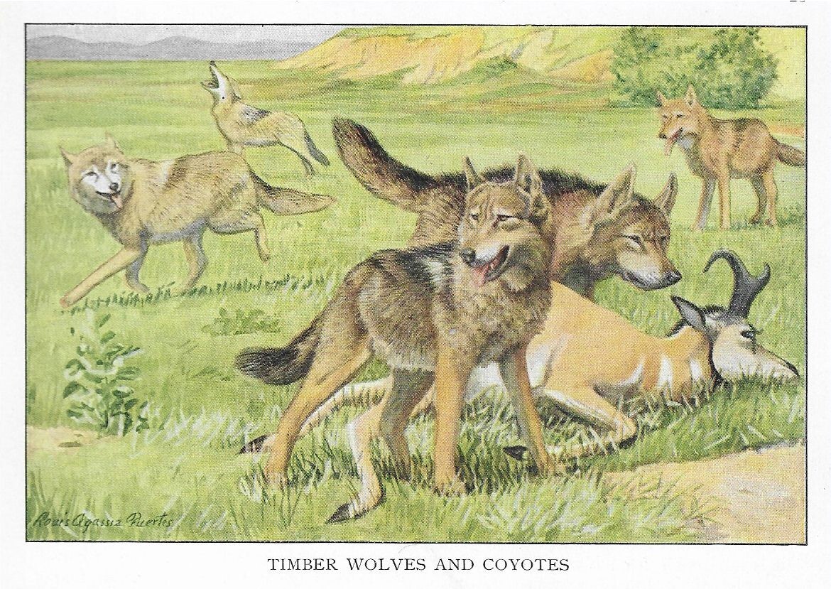 Coyote Timber Wolf CUSTOM MATTED 1927 Color Dog Art Print