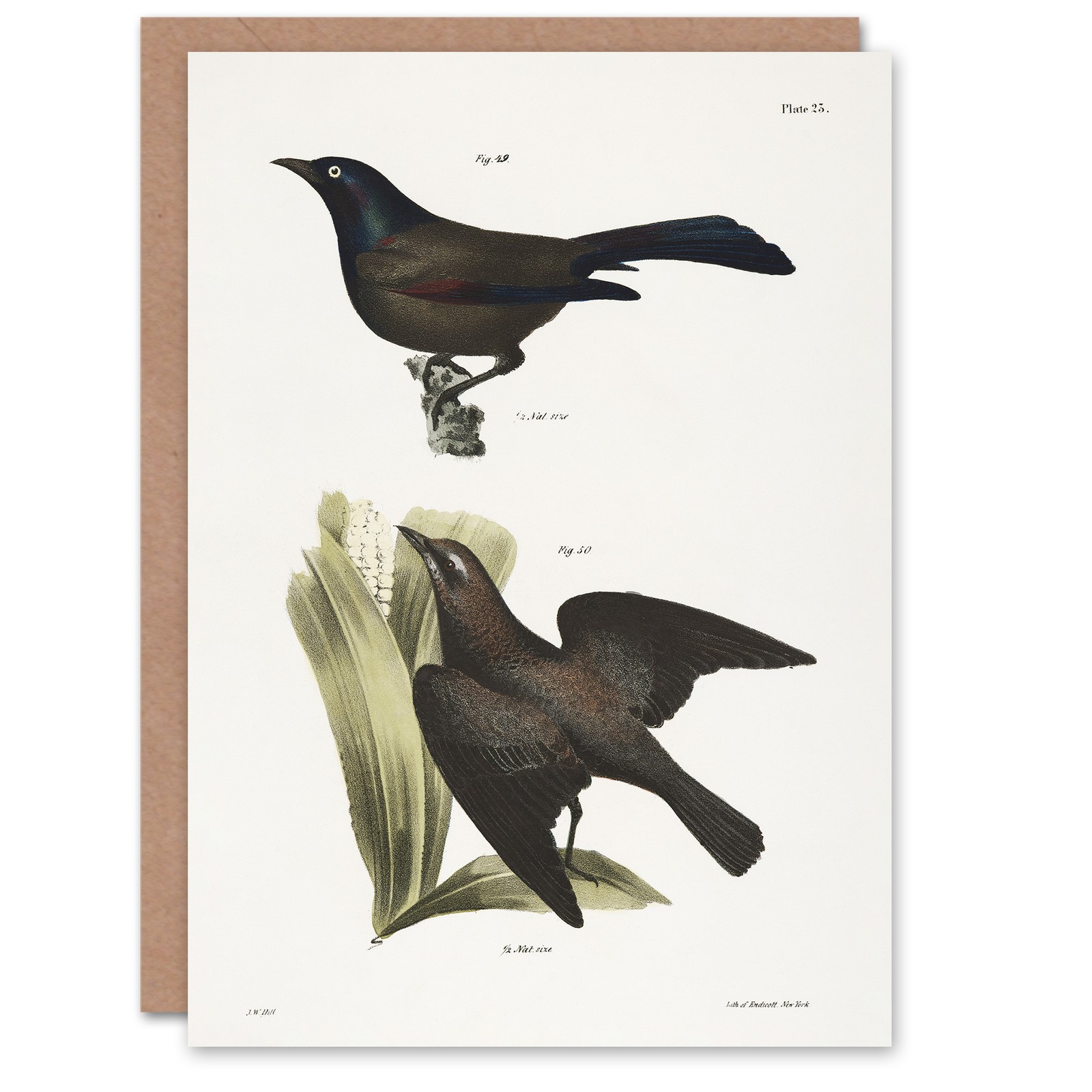 James Ellsworth De Kay Crow Blackbirds Illustration Art Greeting Card