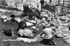 Hpp-52 Rooing The Shetland Sheep, Plucking The Fleeces, Shetland. Photo