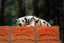 Postcard Anheuser Busch Budweiser Beer Dalmatian Dog Brewery Souvenir