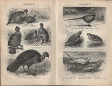 Lithograph 1909: Chicken Birds I/II/III. capercaillie partridge hazel chicken quail pheasant 