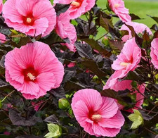 Candy Crush?  Hardy Hibiscus 25 Seed Perennial