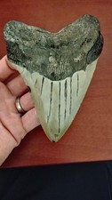 Large MEGALODON Shark Tooth 4.93