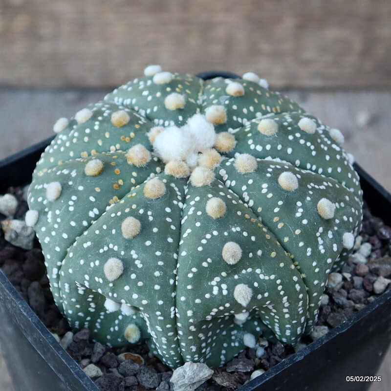 D1919 ASTROPHYTUM SUPER KABUTO pot10-H6-W9 cm MaMa Cactus
