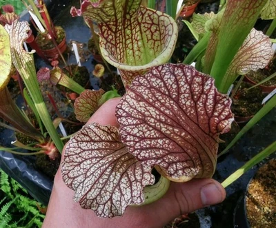 S. × moorei MK H9× (S. excellens × S. leucophylla),fleischfressende Pflanzen, - Bild 1 von 4