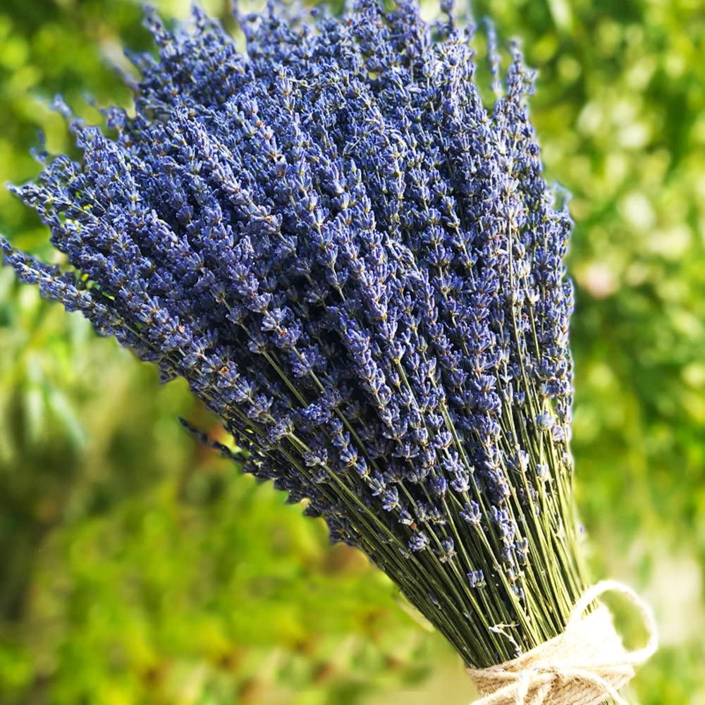 Tooget Lavender Dried Ultra Blue Bundles 200+ Stems(16"" - 18"" Long) for Home Dec