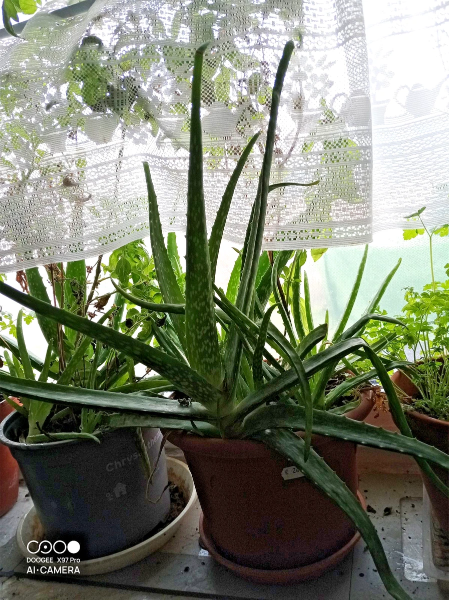 Aloe Vera Pflanzen, Bume & Strucher fr volles Sonnenlicht Kakteen &  Sukkulenten online kaufen | eBay.de