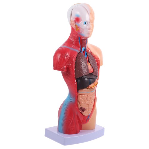 Medizinische Studenten Geschenk Menschlichen Torso Modell Anatomie Körper Modell - Bild 6 von 12
